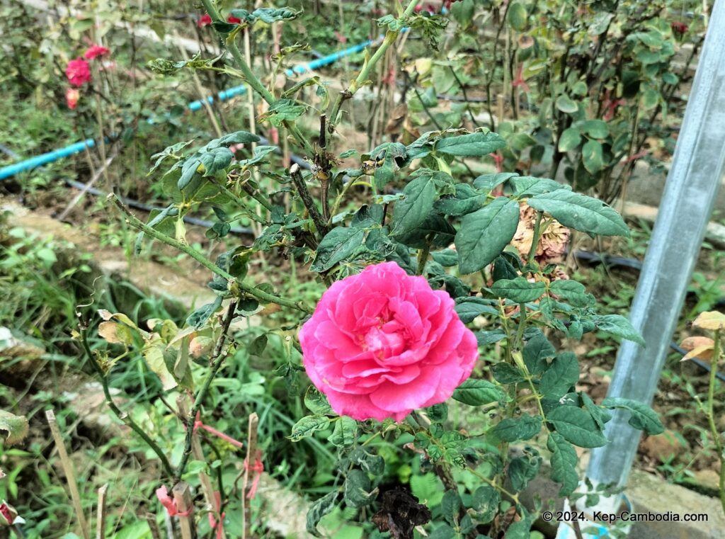 Phnom Vor Natural Paradise Resort in Kep, Cambodia and Kampot. Restaurant and Bamboo Train.