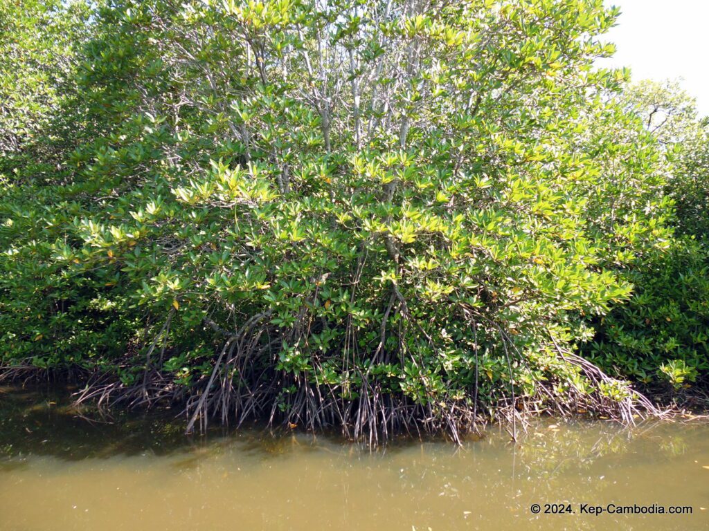 Mangrove forest in Kep, Cambodia.