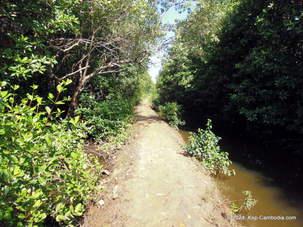 Mangrove forest in Kep, Cambodia.