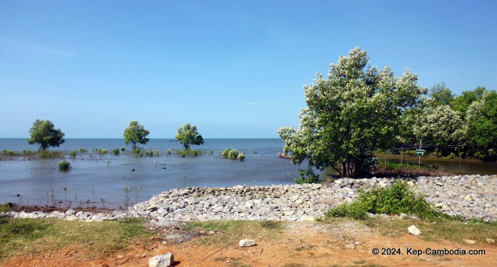 Mangrove forest in Kep, Cambodia.