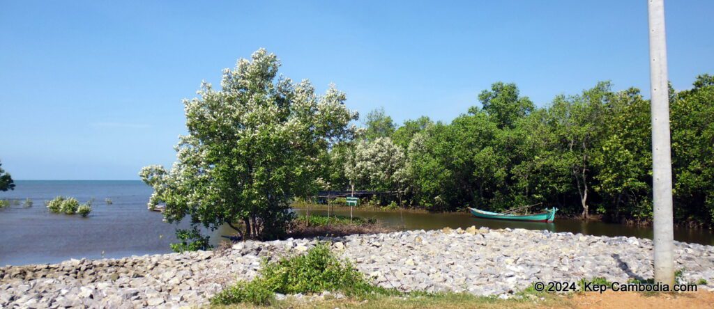 Mangrove forest in Kep, Cambodia.