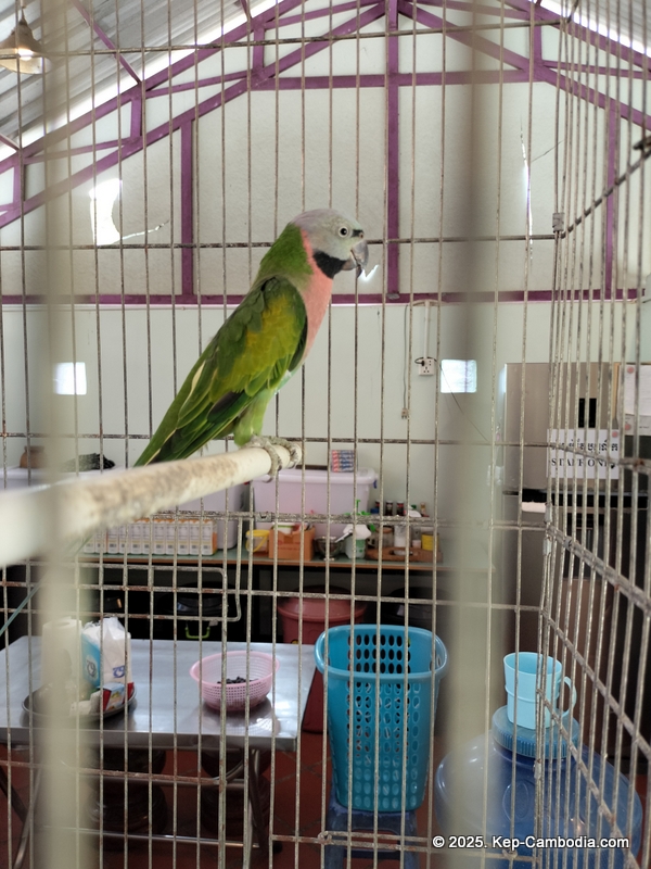 Bird's of Paradise in Kep, Cambodia. hotel.