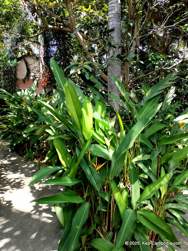 Bird's of Paradise in Kep, Cambodia. hotel.