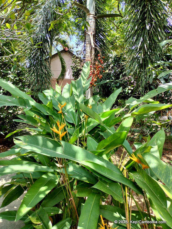 Bird's of Paradise in Kep, Cambodia. hotel.