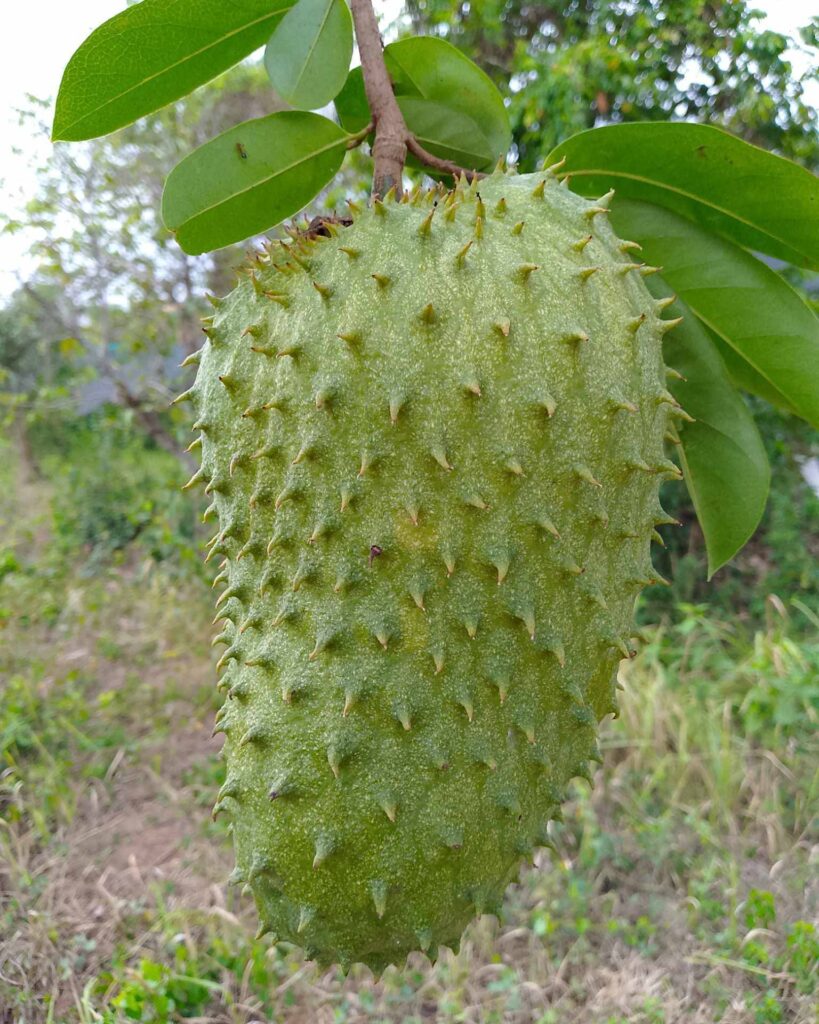 Baby Bird Farm in Kep and Kampot, Cambodia. Vegetables, fruits and Kampot Pepper. Cafe.