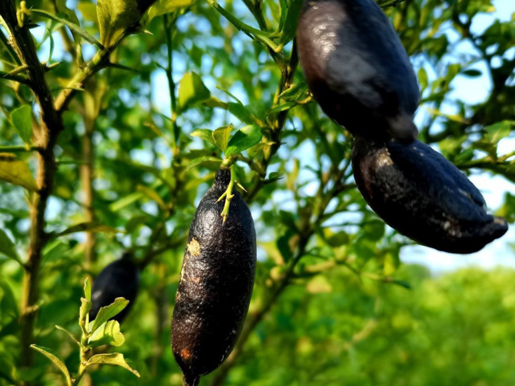 Baby Bird Farm in Kep and Kampot, Cambodia. Vegetables, fruits and Kampot Pepper. Cafe.