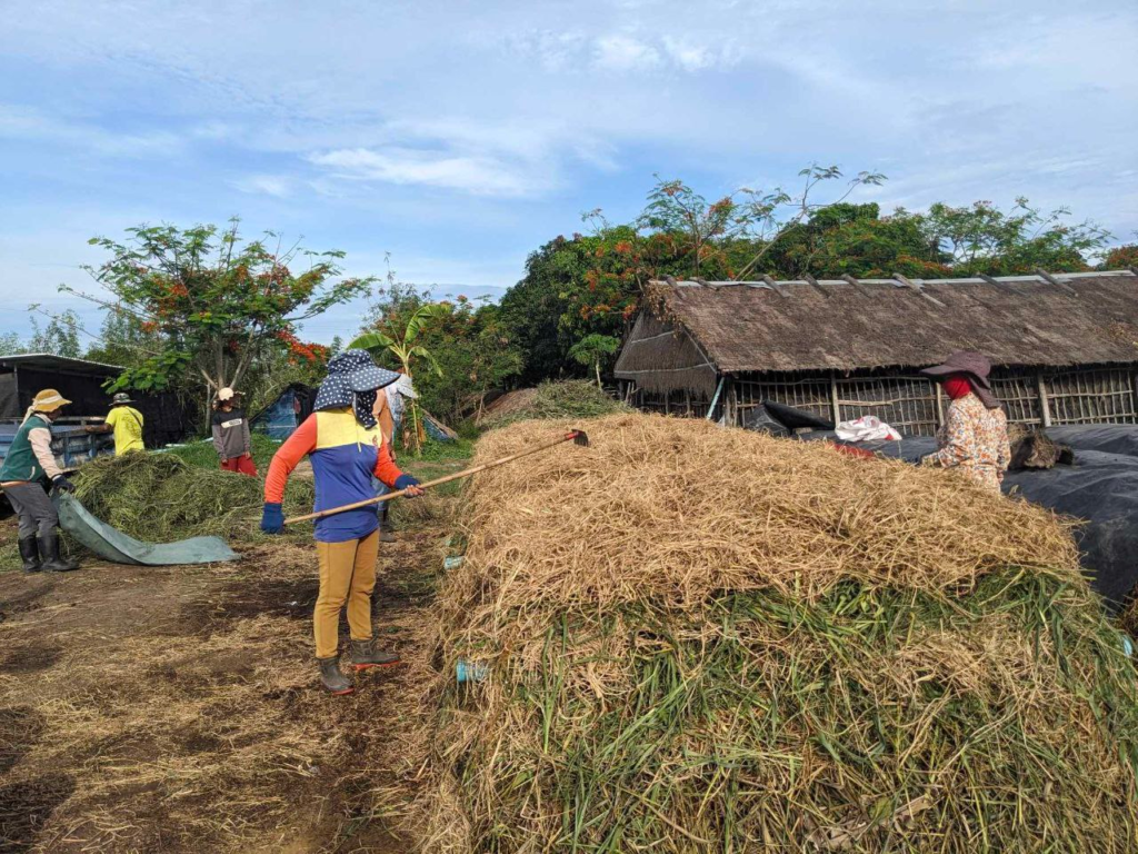 Baby Bird Farm in Kep and Kampot, Cambodia. Vegetables, fruits and Kampot Pepper. Cafe.