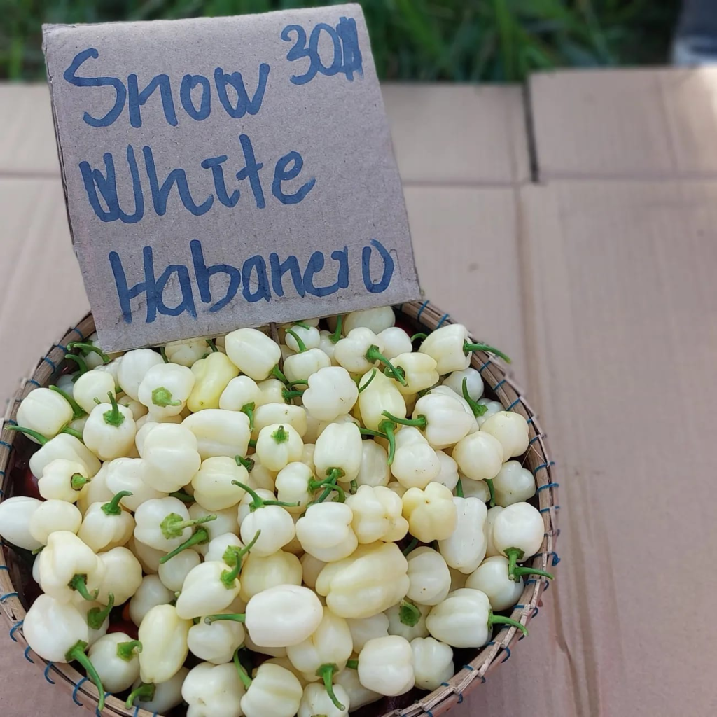 Baby Bird Farm in Kep and Kampot, Cambodia. Vegetables, fruits and Kampot Pepper. Cafe.