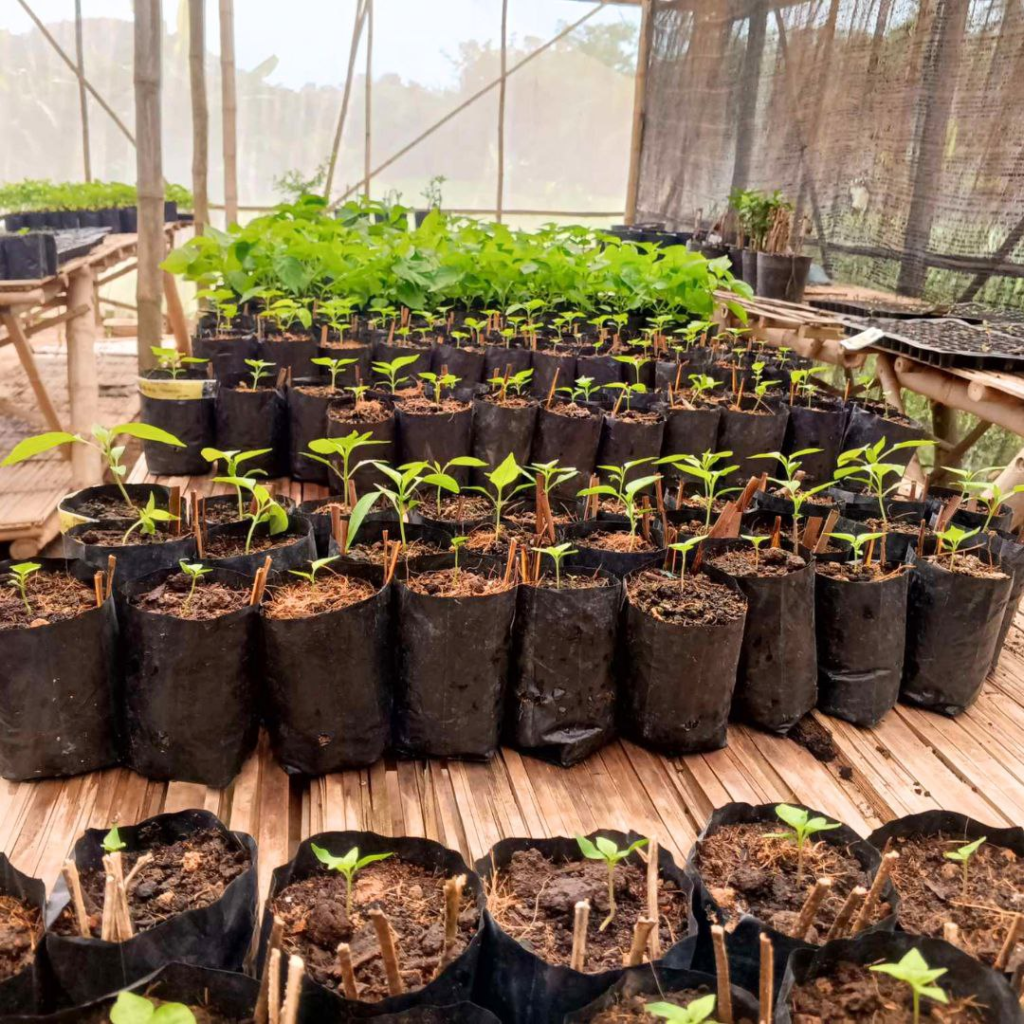 Baby Bird Farm in Kep and Kampot, Cambodia. Vegetables, fruits and Kampot Pepper. Cafe.