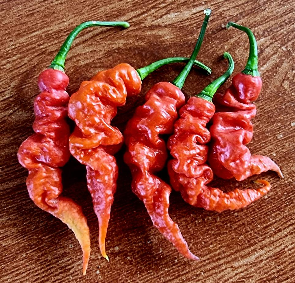 Baby Bird Farm in Kep and Kampot, Cambodia. Vegetables, fruits and Kampot Pepper. Cafe.