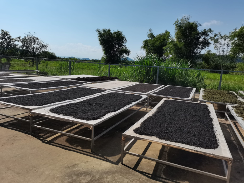 Baby Bird Farm in Kep and Kampot, Cambodia. Vegetables, fruits and Kampot Pepper. Cafe.