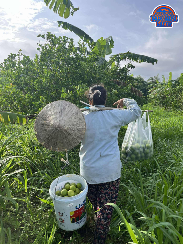 Baby Bird Farm in Kep and Kampot, Cambodia. Vegetables, fruits and Kampot Pepper. Cafe.