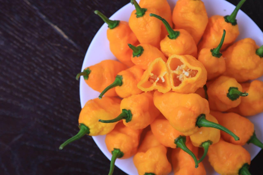 Baby Bird Farm in Kep and Kampot, Cambodia. Vegetables, fruits and Kampot Pepper. Cafe.