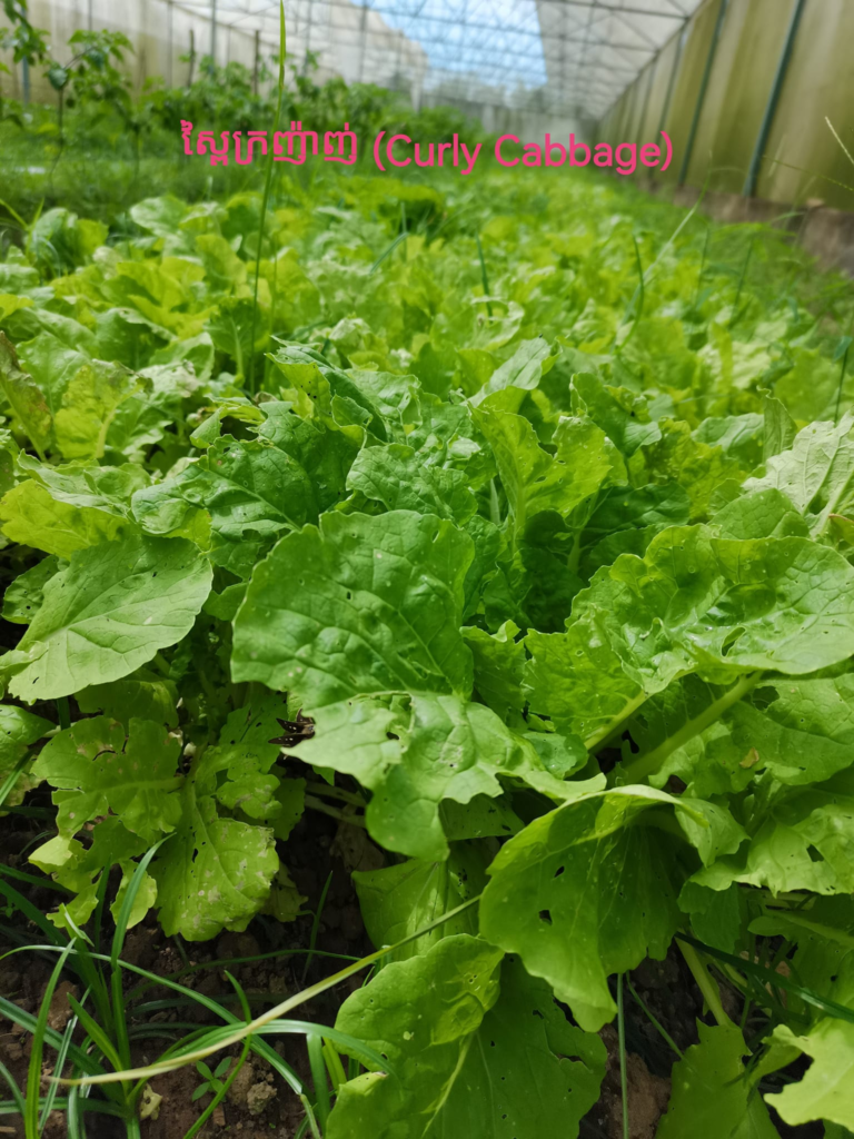 Baby Bird Farm in Kep and Kampot, Cambodia. Vegetables, fruits and Kampot Pepper. Cafe.