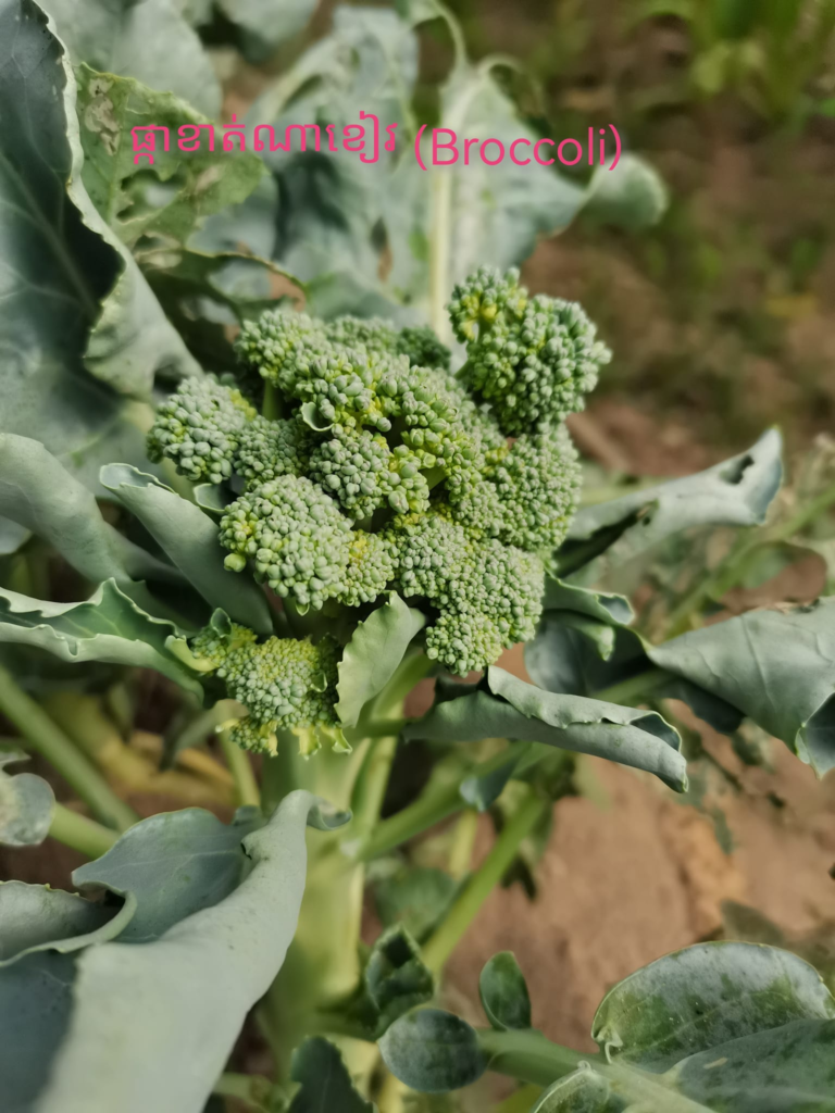 Baby Bird Farm in Kep and Kampot, Cambodia. Vegetables, fruits and Kampot Pepper. Cafe.