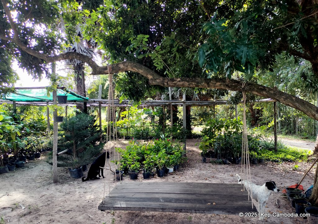 Baby Bird Farm in Kep and Kampot, Cambodia. Vegetables, fruits and Kampot Pepper. Cafe.