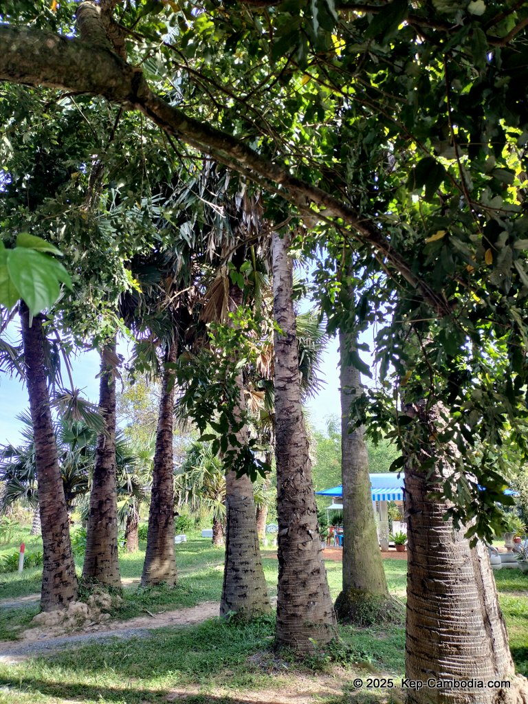 Baby Bird Farm in Kep and Kampot, Cambodia. Vegetables, fruits and Kampot Pepper. Cafe.