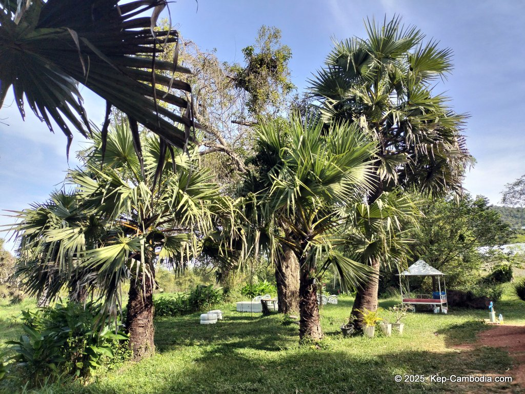 Baby Bird Farm in Kep and Kampot, Cambodia. Vegetables, fruits and Kampot Pepper. Cafe.