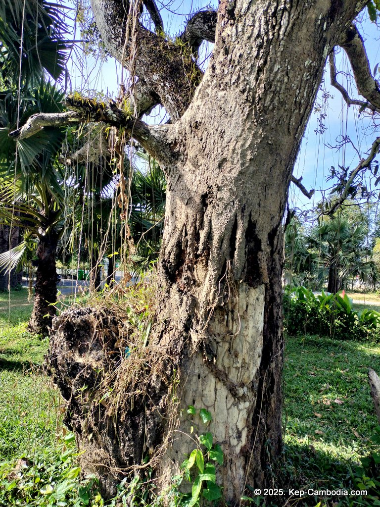 Baby Bird Farm in Kep and Kampot, Cambodia. Vegetables, fruits and Kampot Pepper. Cafe.