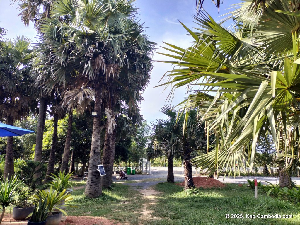 Baby Bird Farm in Kep and Kampot, Cambodia. Vegetables, fruits and Kampot Pepper. Cafe.