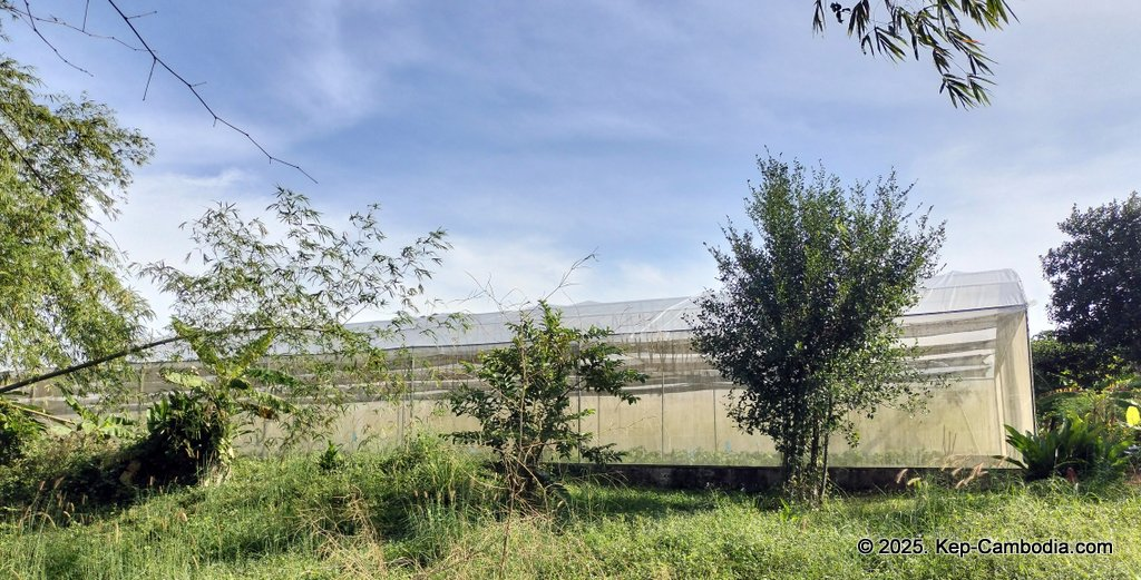 Baby Bird Farm in Kep and Kampot, Cambodia. Vegetables, fruits and Kampot Pepper. Cafe.