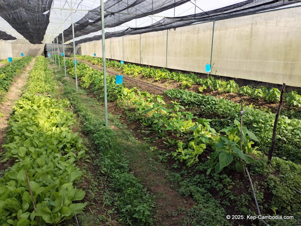 Baby Bird Farm in Kep and Kampot, Cambodia. Vegetables, fruits and Kampot Pepper. Cafe.