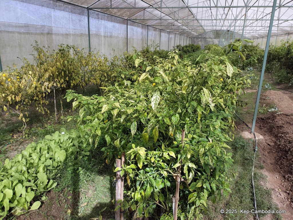 Baby Bird Farm in Kep and Kampot, Cambodia. Vegetables, fruits and Kampot Pepper. Cafe.