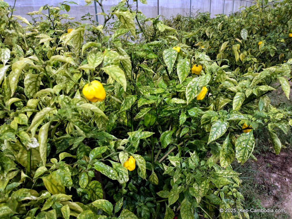 Baby Bird Farm in Kep and Kampot, Cambodia. Vegetables, fruits and Kampot Pepper. Cafe.