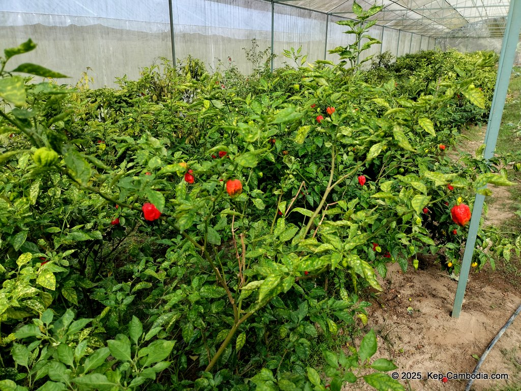 Baby Bird Farm in Kep and Kampot, Cambodia. Vegetables, fruits and Kampot Pepper. Cafe.