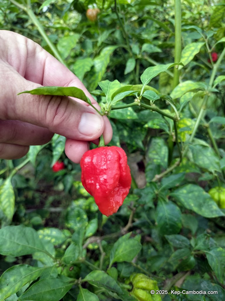 Baby Bird Farm in Kep and Kampot, Cambodia. Vegetables, fruits and Kampot Pepper. Cafe.