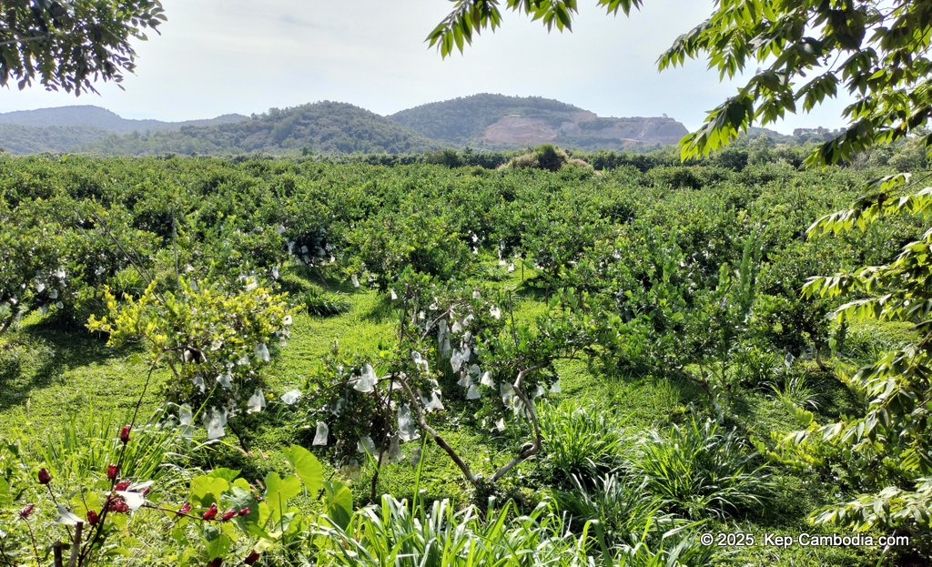 Baby Bird Farm in Kep and Kampot, Cambodia. Vegetables, fruits and Kampot Pepper. Cafe.
