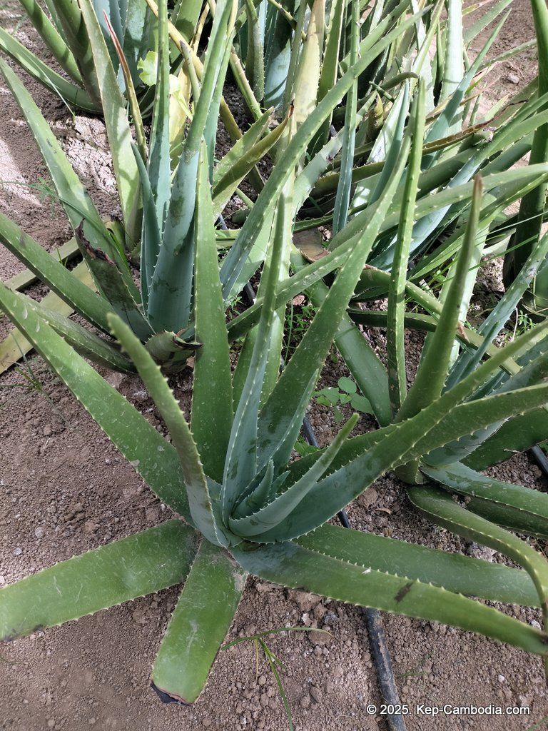 Baby Bird Farm in Kep and Kampot, Cambodia. Vegetables, fruits and Kampot Pepper. Cafe.