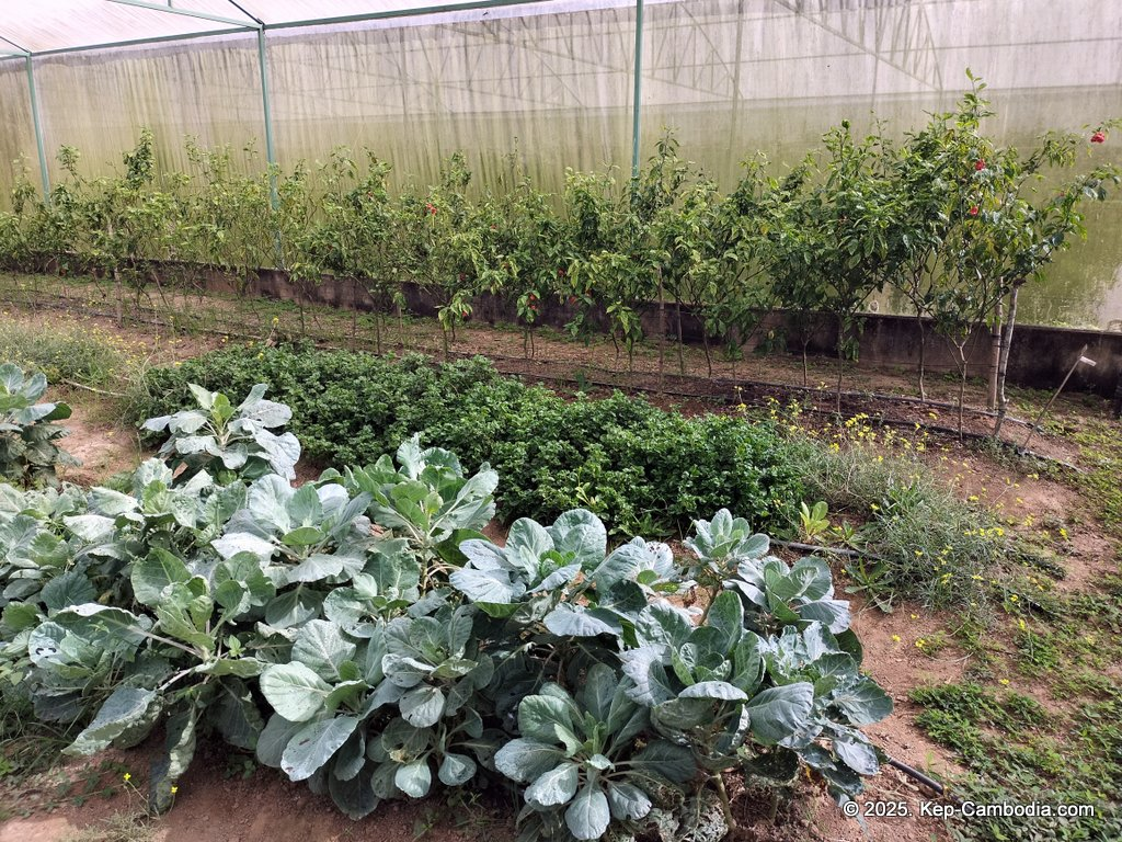 Baby Bird Farm in Kep and Kampot, Cambodia. Vegetables, fruits and Kampot Pepper. Cafe.