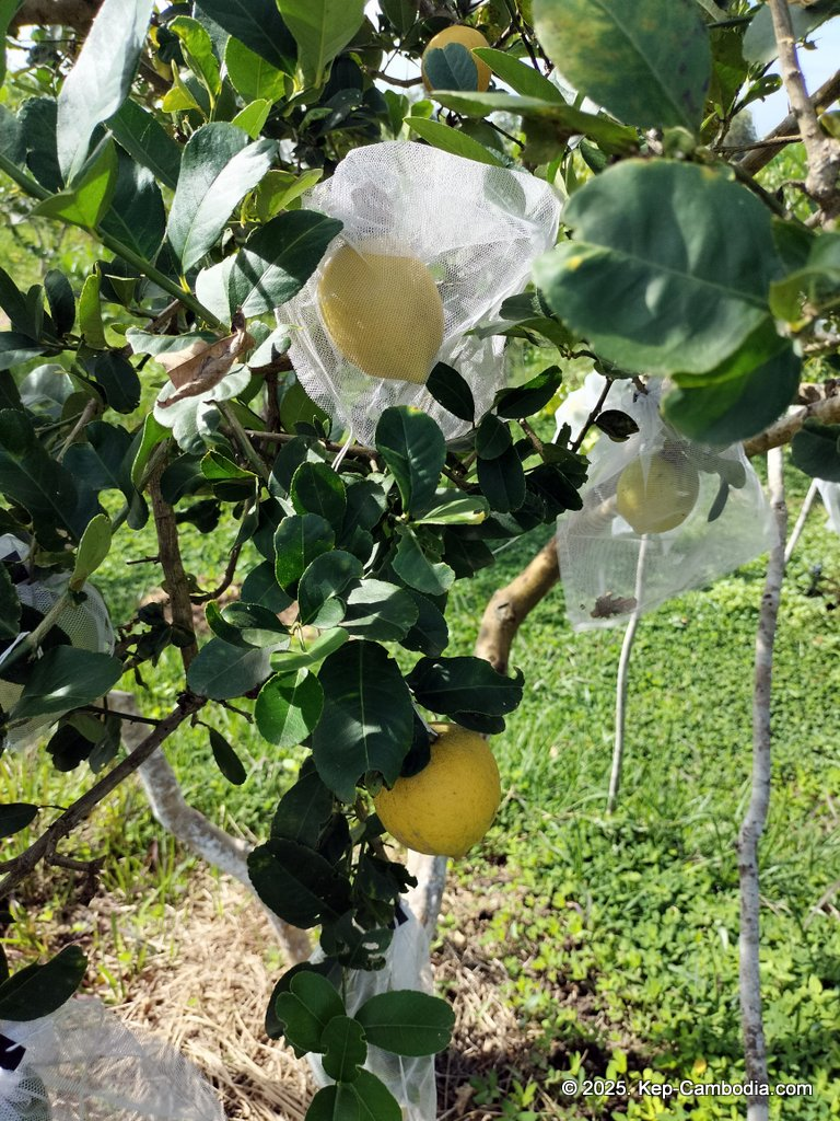 Baby Bird Farm in Kep and Kampot, Cambodia. Vegetables, fruits and Kampot Pepper. Cafe.