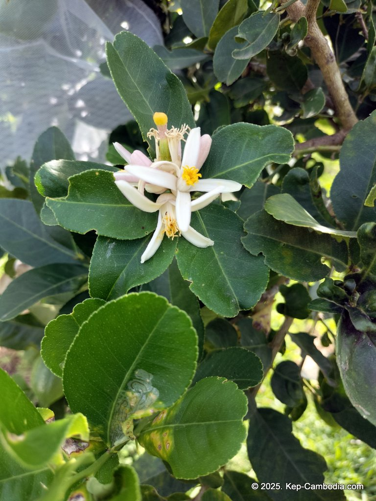 Baby Bird Farm in Kep and Kampot, Cambodia. Vegetables, fruits and Kampot Pepper. Cafe.