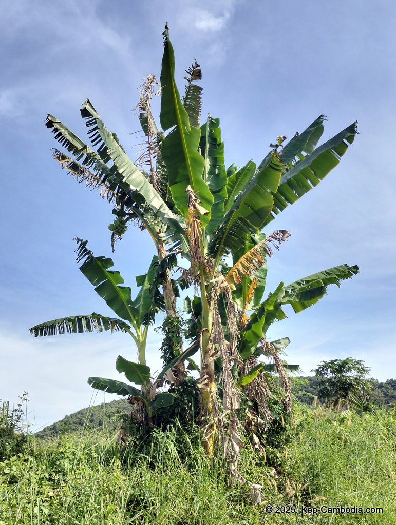 Baby Bird Farm in Kep and Kampot, Cambodia. Vegetables, fruits and Kampot Pepper. Cafe.