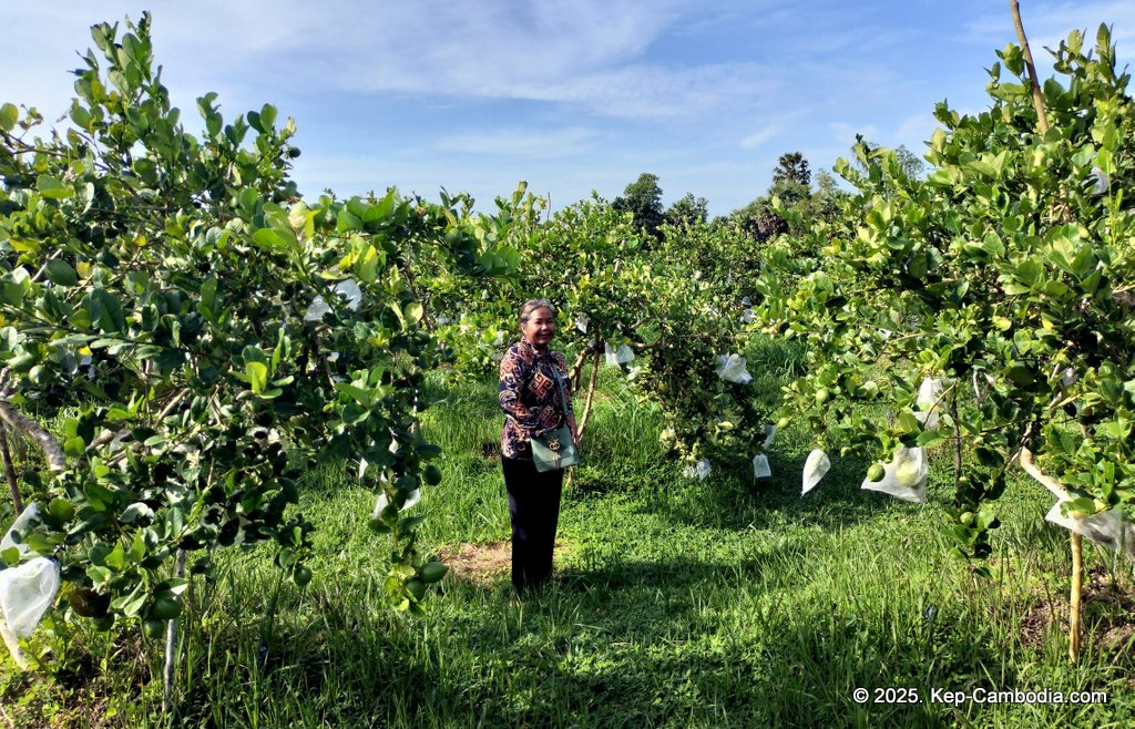 Baby Bird Farm in Kep and Kampot, Cambodia. Vegetables, fruits and Kampot Pepper. Cafe.