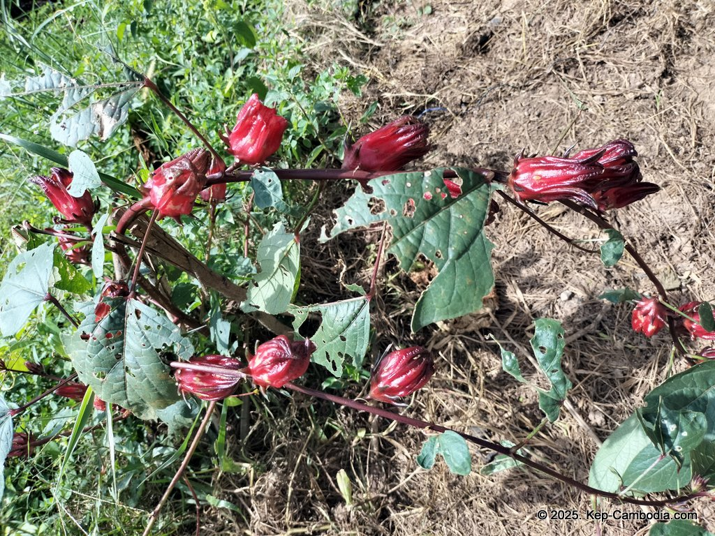 Baby Bird Farm in Kep and Kampot, Cambodia. Vegetables, fruits and Kampot Pepper. Cafe.
