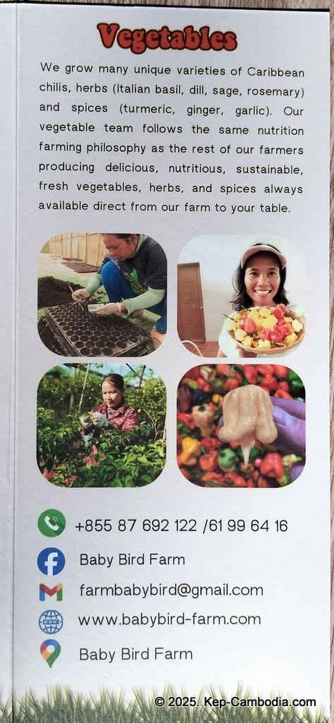 Baby Bird Farm in Kep and Kampot, Cambodia. Vegetables, fruits and Kampot Pepper. Cafe.