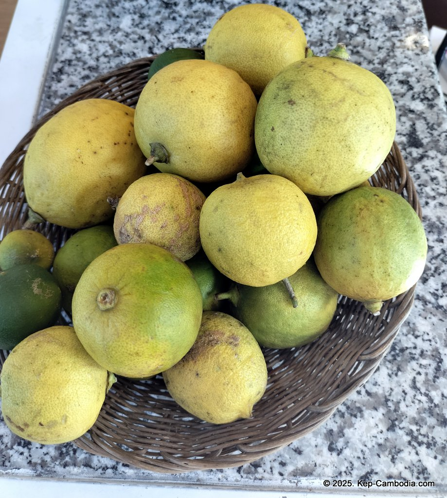 Baby Bird Farm in Kep and Kampot, Cambodia. Vegetables, fruits and Kampot Pepper. Cafe.