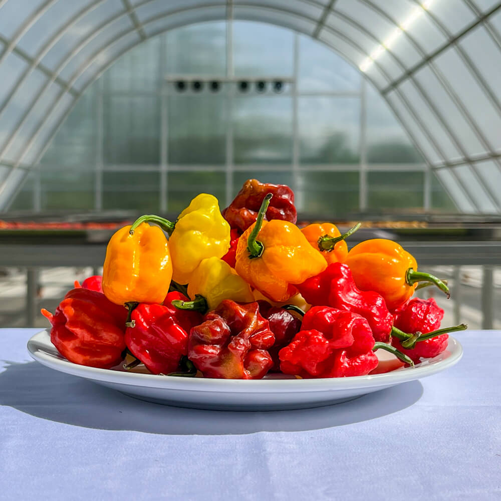 Baby Bird Farm in Kep and Kampot, Cambodia. Vegetables, fruits and Kampot Pepper. Cafe.