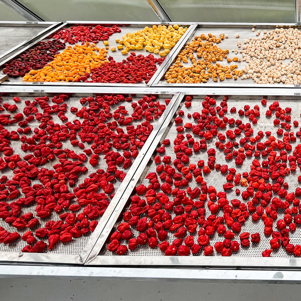 Baby Bird Farm in Kep and Kampot, Cambodia. Vegetables, fruits and Kampot Pepper. Cafe.