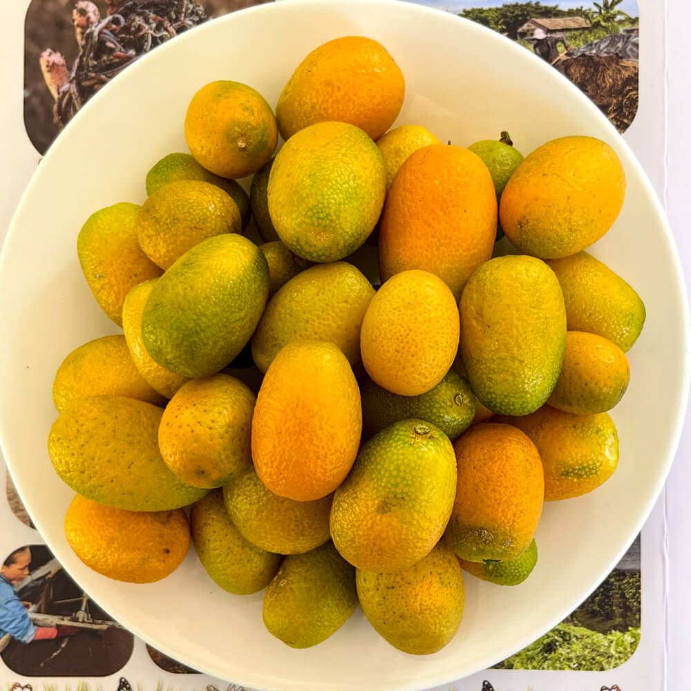 Baby Bird Farm in Kep and Kampot, Cambodia. Vegetables, fruits and Kampot Pepper. Cafe.