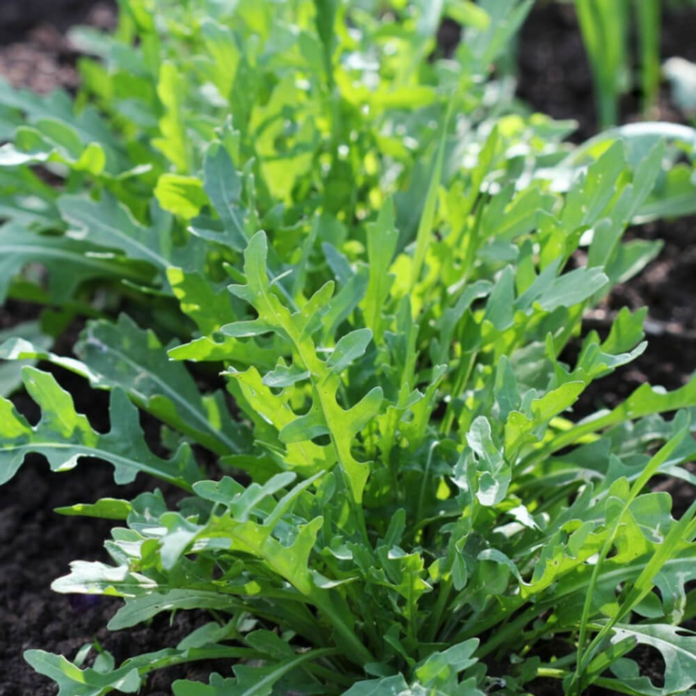 Baby Bird Farm in Kep and Kampot, Cambodia. Vegetables, fruits and Kampot Pepper. Cafe.