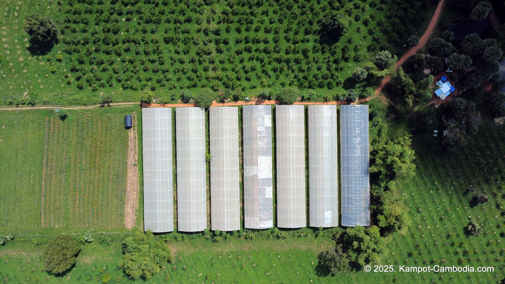 Baby Bird Farm in Kep and Kampot, Cambodia. Vegetables, fruits and Kampot Pepper. Cafe.