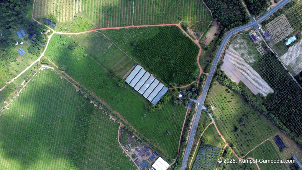 Baby Bird Farm in Kep and Kampot, Cambodia. Vegetables, fruits and Kampot Pepper. Cafe.