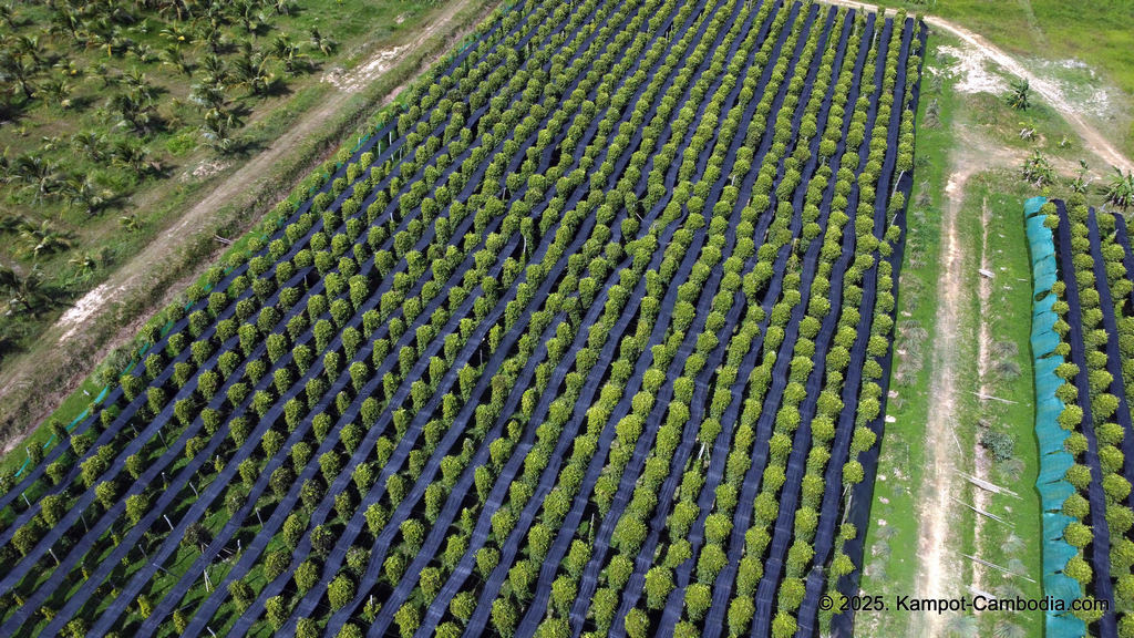 Baby Bird Farm in Kep and Kampot, Cambodia. Vegetables, fruits and Kampot Pepper. Cafe.