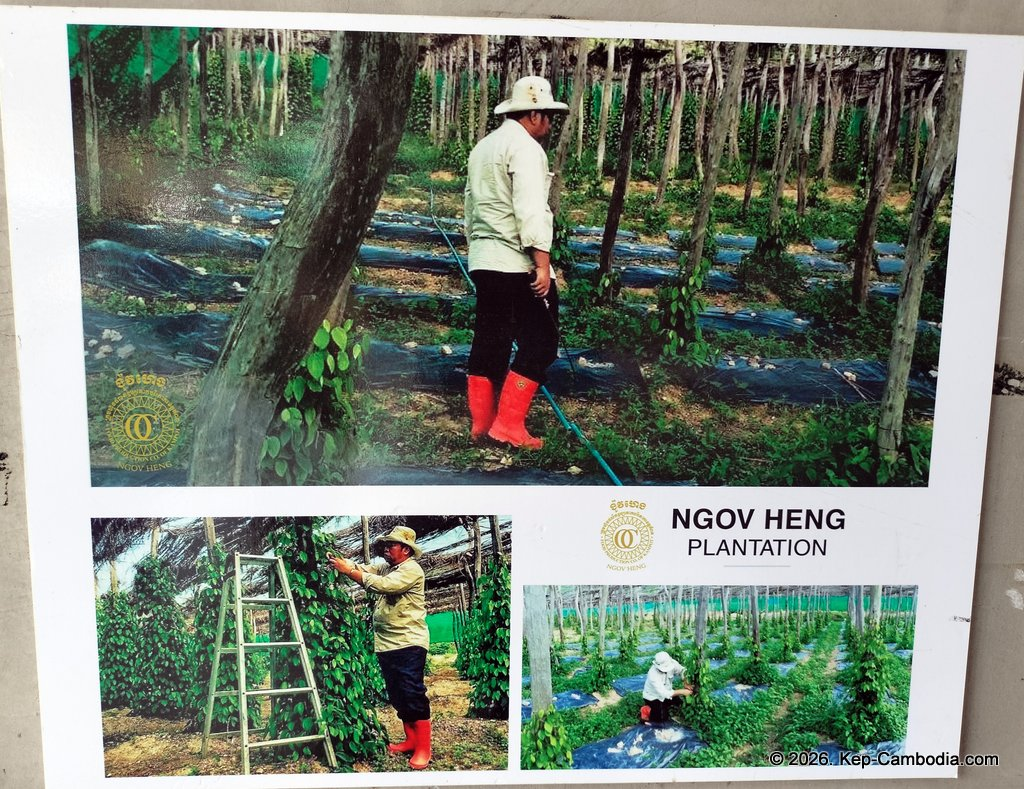 Ngov Heng Pepper Plantation in Kep, Cambodia