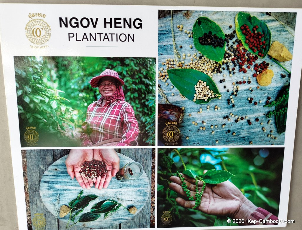 Ngov Heng Pepper Plantation in Kep, Cambodia